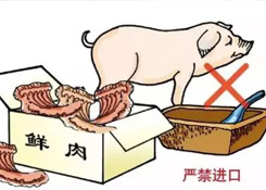 非洲豬瘟防控,你需要知道的在這里!