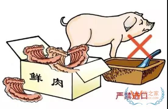 非洲豬瘟防控，你需要知道的在這里！貨之家