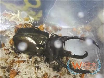 廣州海關連續截獲3批外來物種活體甲蟲，大連海關截獲66噸禁止入境固體廢物—貨之家